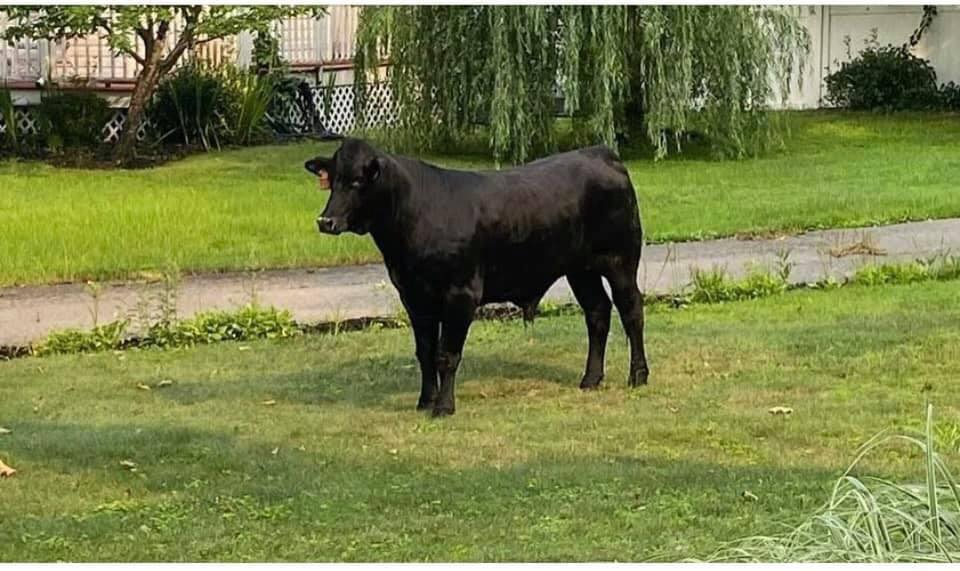 Bull on the loose in Suffolk