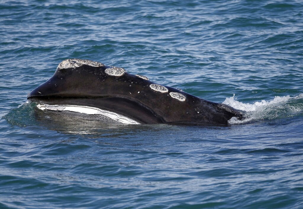 Whale dies after washing ashore at Lido Beach