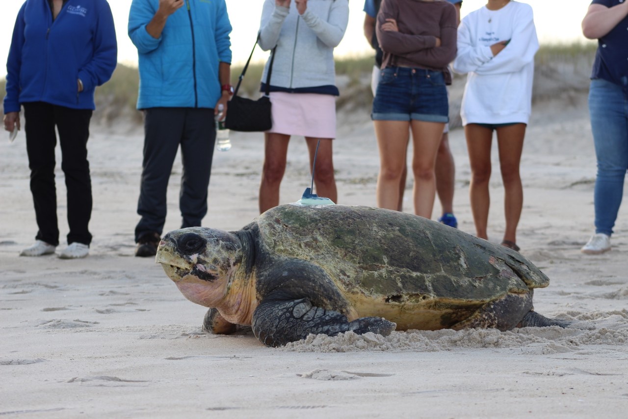 A gigantic sea turtle, that was rescued over the summer- was released