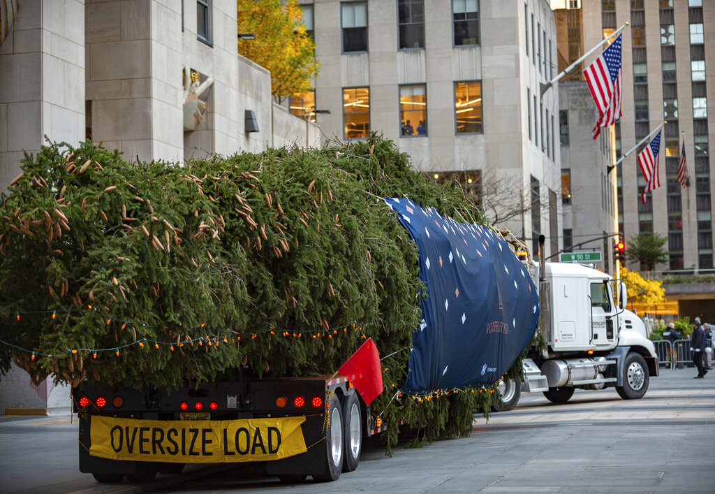 Home for the holidays: Rockefeller tree arrives in NYC