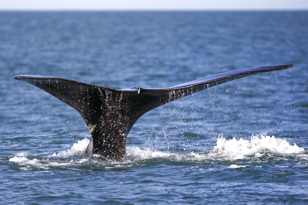 Feds ask ships to slow down to protect rare whales near Long Island