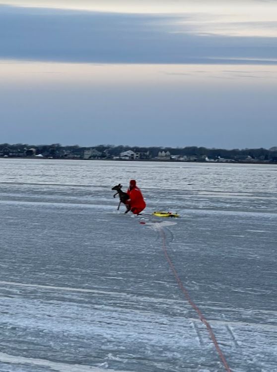 Police rescue deer from icy water