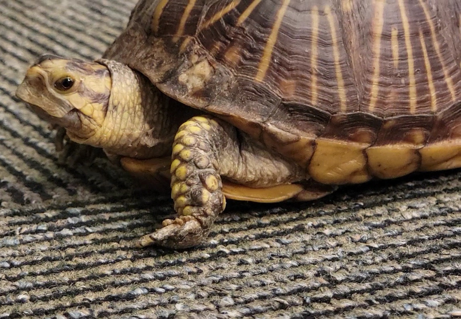 Torty The Box Turtle Picks This Sunday’s Winning Team…