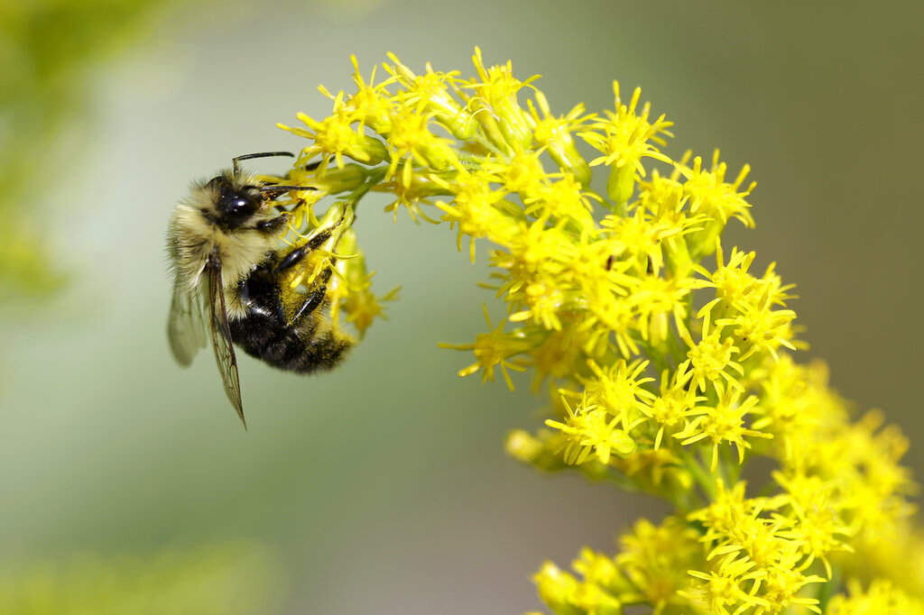 The Big Sneeze: Climate change to make pollen season nastier