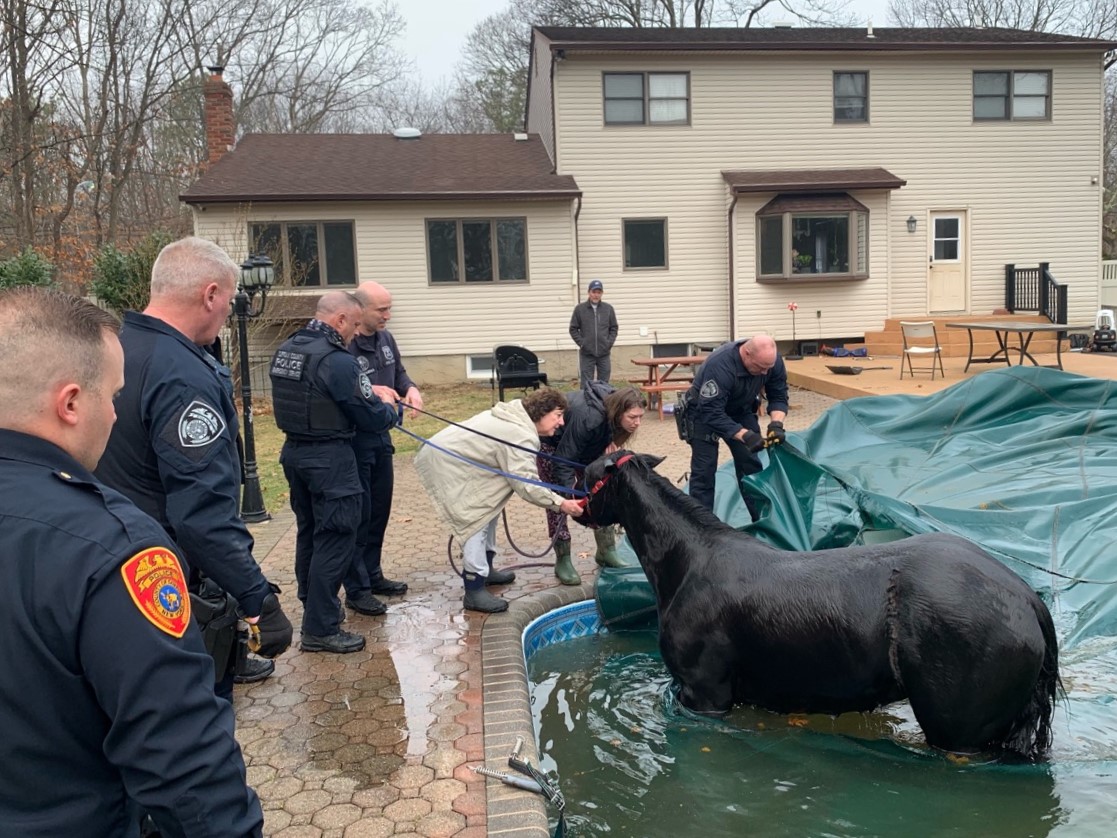 Horse rescued from Bohemia swimming pool