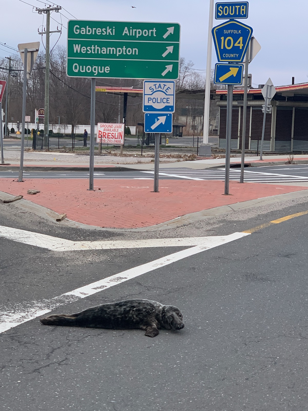 Cops corral slippery seal on jaunt through East End town