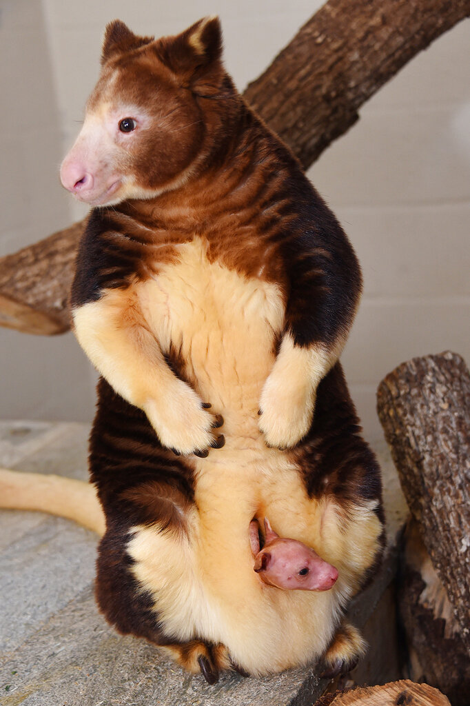 Bronx Zoo announces birth of rare kangaroo