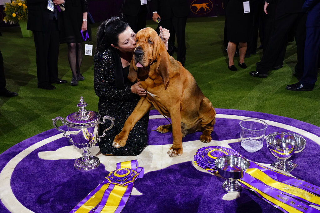 Trumpet is 1st bloodhound to win Westminster show