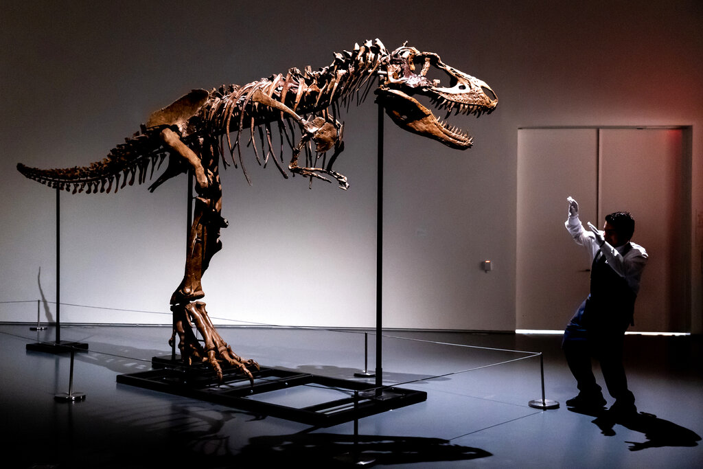 Dinosaur up for auction in New York