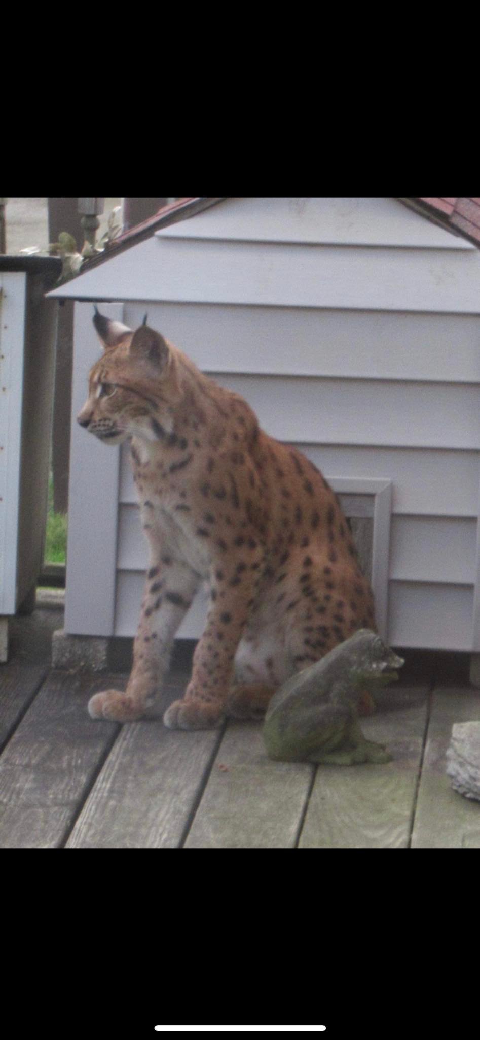 Bobcat or Lynx?  Wild Cat spotted on South Shore