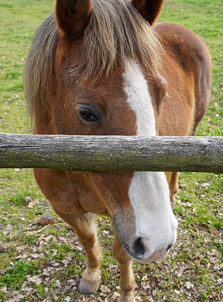 27 horses and 1 family forced out of Old Westbury Equestrian Center