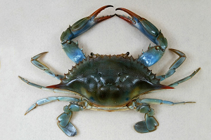 Blue Crab Boom: 553 Million Crabs Estimated In Annual Winter Dredge