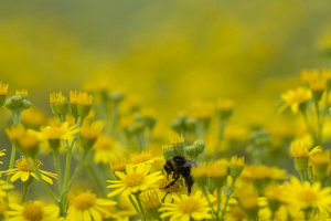 Maryland Experiencing Highest Pollen Count Ever