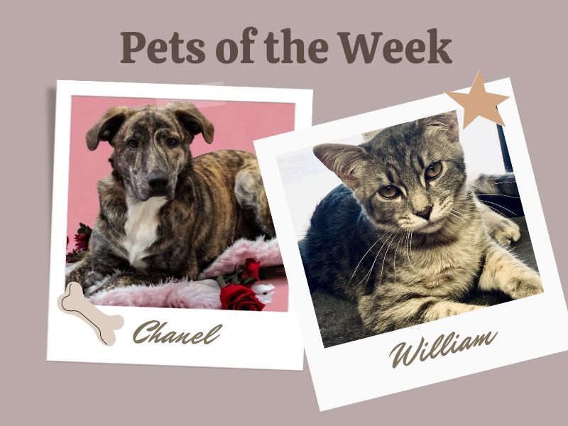 Pets of the Week 4-25-24