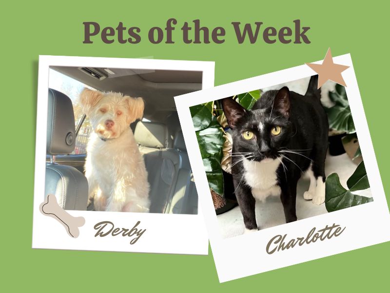 Pets of the Week 5-9-24