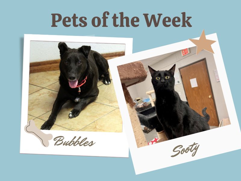 Pets of the Week 5-16-24
