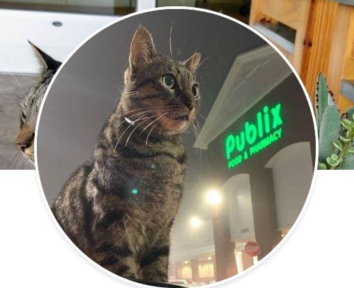 If you live in Pensacola, the you should know “Moose the East Hill Publix Cat” with his own Facebook Page