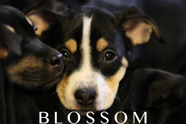 Rockin Paws: Meet Blossom