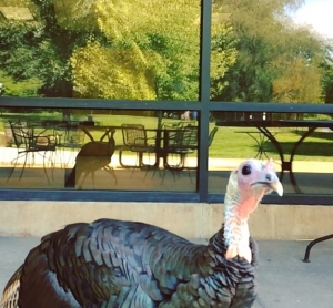 Agitated turkey causing a flap at The University of Michigan