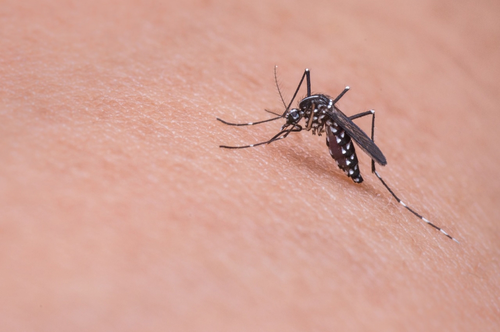 mosquito-on skin