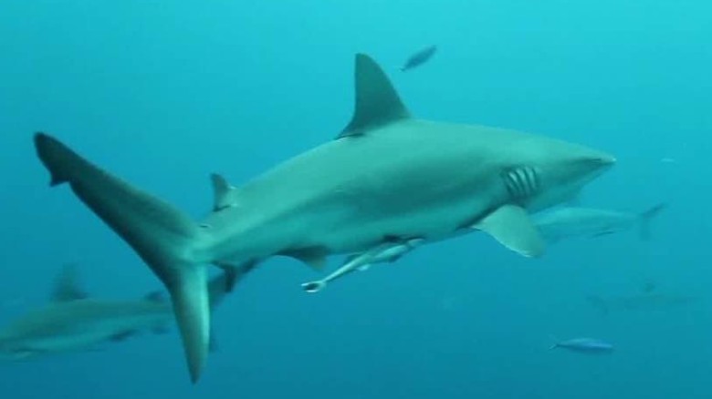 Video: Man punches shark to survive attack, saves son and others