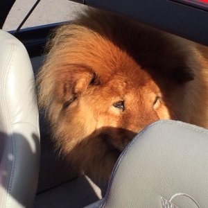 A lion in a corvette? What you might be missing at the cruise