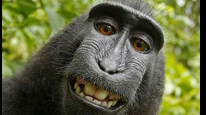 Does monkey own rights to this selfie?