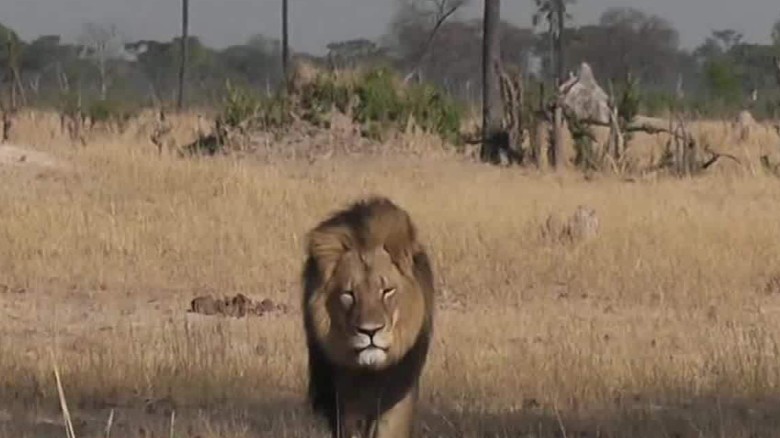 Dentist who killed Cecil the Lion breaks his silence