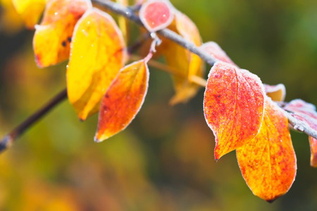 Frost Freeze Warning for Sunday morning