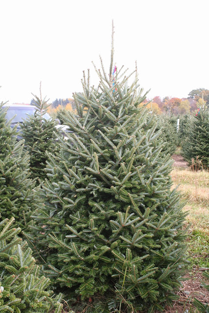 Michigan tree farm to give holiday firs to VP Biden