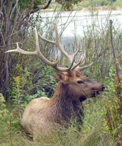 Elk