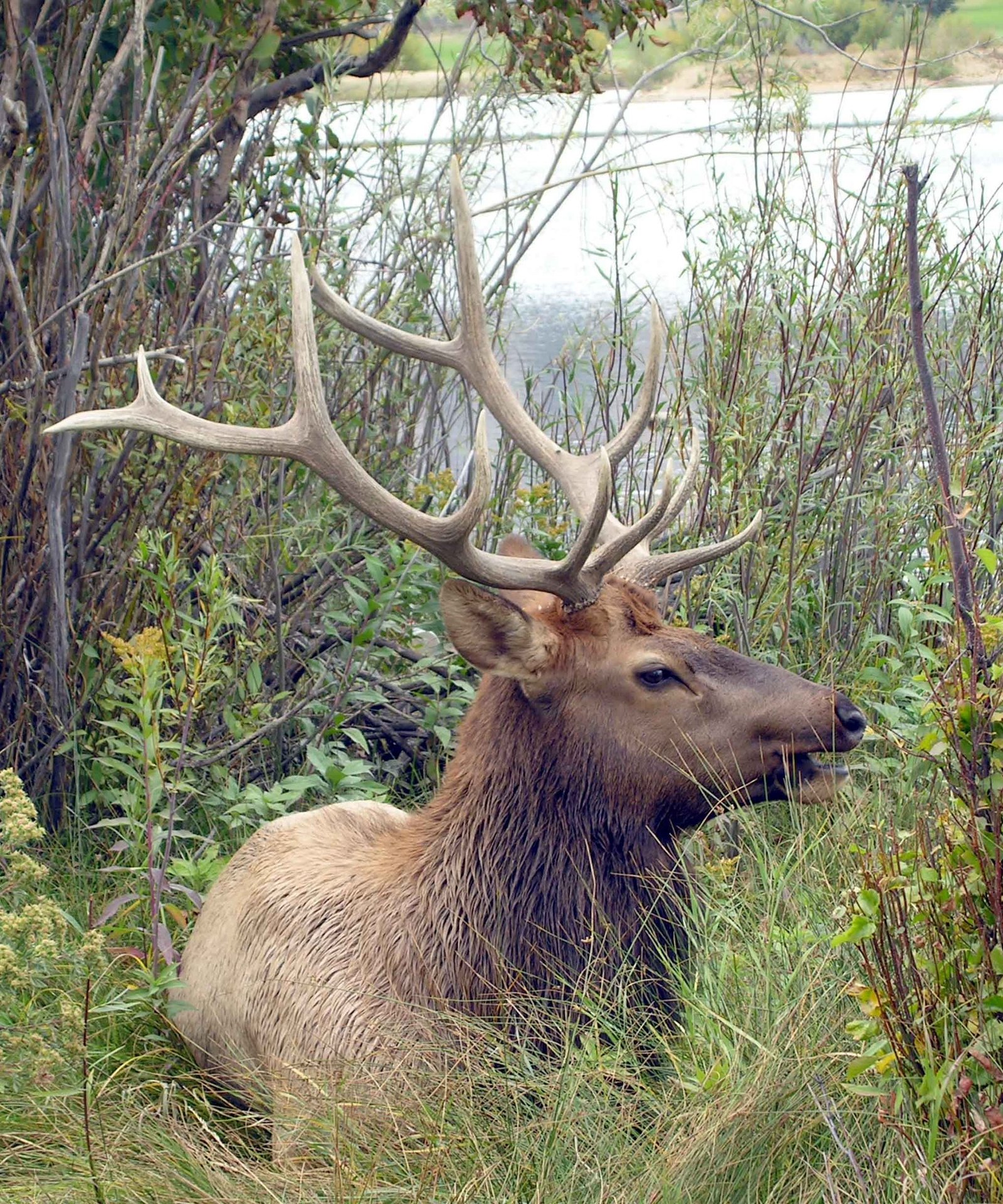 Winter Elk hunting season is here!