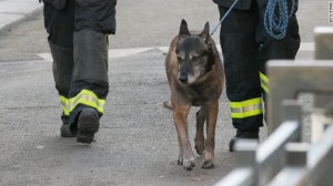 Social media honors police dog killed in Paris raid