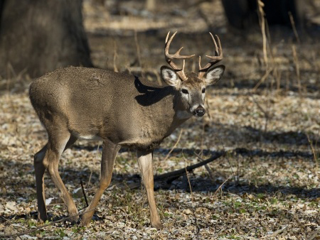 Firearms deer season is underway