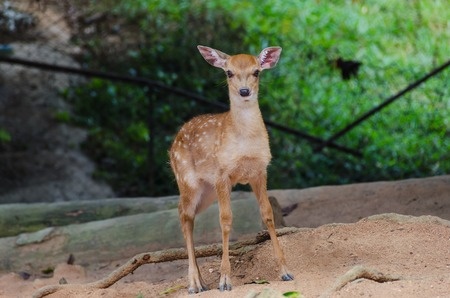 Ann Arbor City Council approves deer cull