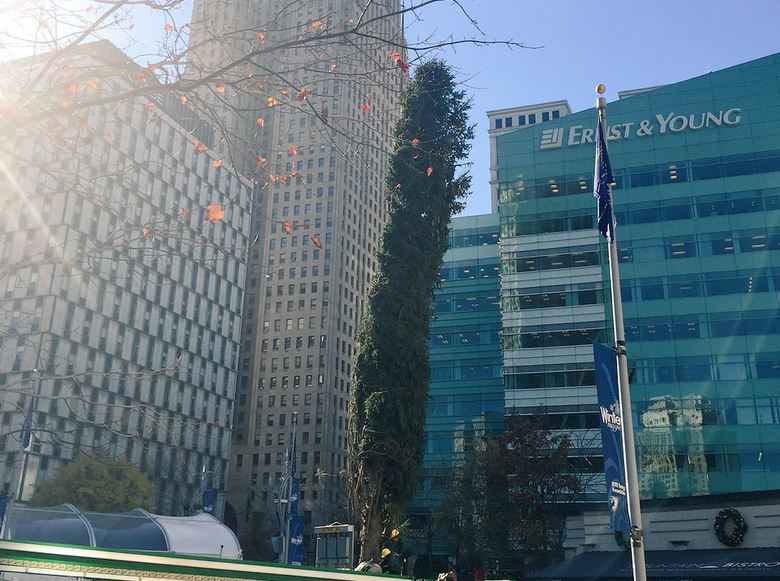 Christmas Tree goes up at Campus Martius