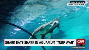 Video: Shark eats another shark at aquarium