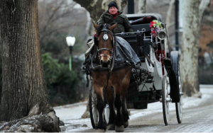 New York horse drawn carriage from CNN