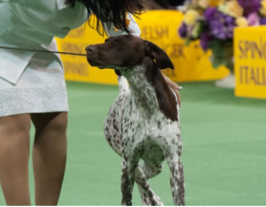 German Shorthaired Pointer wins Best in Show honors