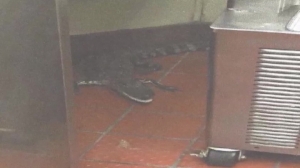 Man tosses alligator through Wendy’s drive-through