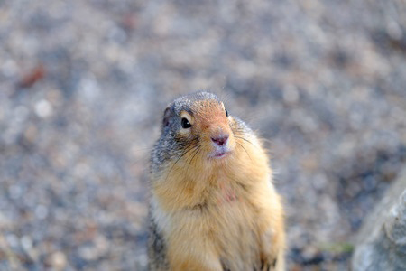 Groundhog: no shadow, early end to winter predicted