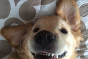 Michigan dog gets braces and breaks the internet