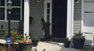 VIDEO: Did this alligator just try to ring the door bell?!