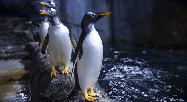 Detroit Zoo’s Polk Penguin Center Still Leaking After Millions in Failed Repairs