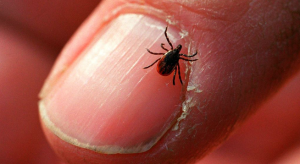 Lyme Disease is Rising Across Michigan. Who is at Risk?