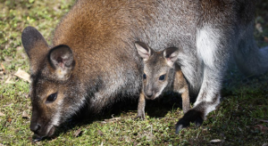 Detroit Zoo’s Missing Wallaby Joey Likely Snatched by Predator