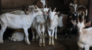Animal Sacrifices Legalized in Hamtramck