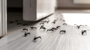 The Inside Outside Guys: When Pests are Bugging You