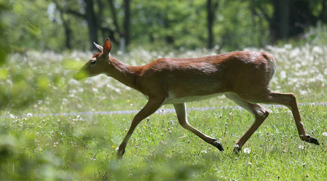 Michigan Legislature Votes On New Deer Management System