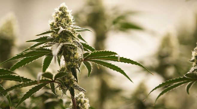 Michigan Cannabis Industry Facing Trouble Over Low Profits